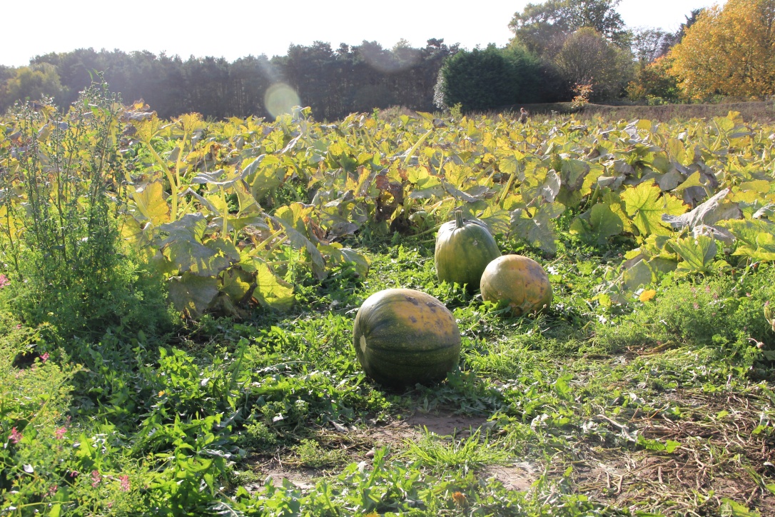 Pumpkin Picking | White House Farm PYO